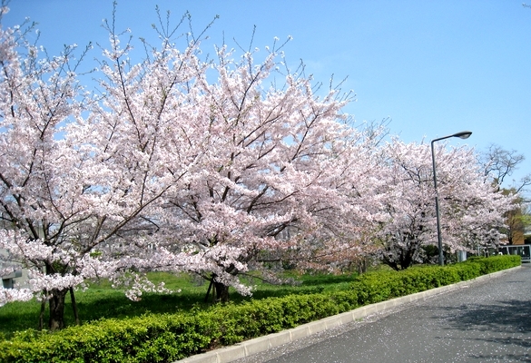 Cherry blossoms in our university